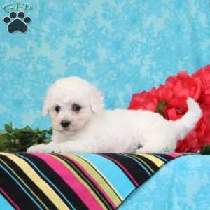Nora, Bichon Frise Puppy